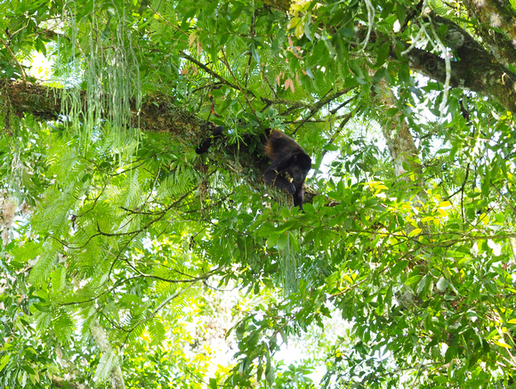Howler Monkey, Penas Blancas River, Costa Rica