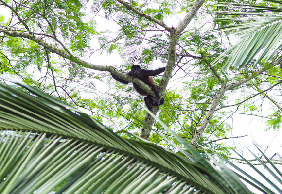 Howler Monkey, Cano Negros Wildlife Reserve, Costa Rica
