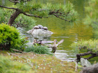 Kiyosumi Gardens, Tokyo, Japan