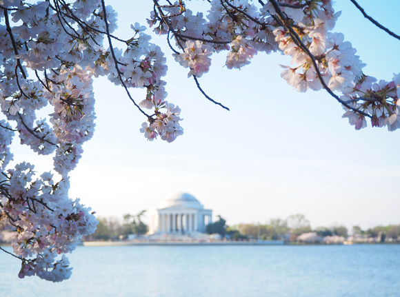 Cherry Blossom Bloom in Washinton DC