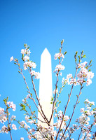 Cherry Blossom Bloom in Washinton DC