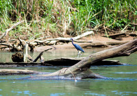 Blue Heron, Penas Blancas River, Costa Rica