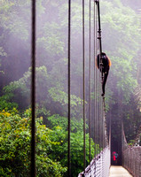 Howler Monkey, Mistico Arenal Hanging Bridges Park