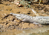 Crocodile, Penas Blancas River, Costa Rica