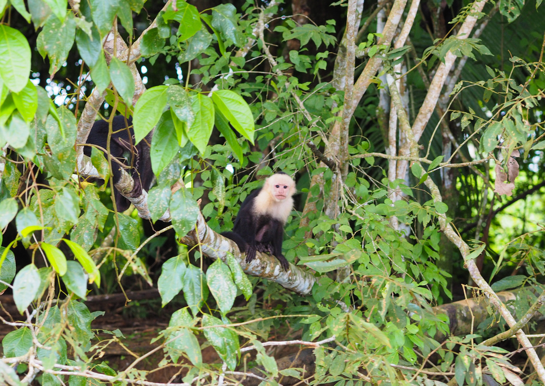 White-faced Capuchin, Cano Negros Wildlife Reserve