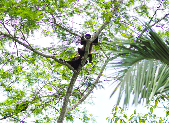 Howler Monkeys, Cano Negros Wildlife Reserve