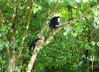 White-faced Capuchin, Cano Negros Wildlife Reserve, Costa Rica