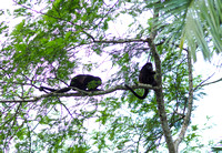 Howler Monkeys, Cano Negros Wildlife Reserve, Costa Rica
