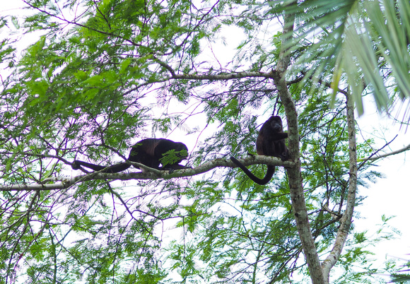 Howler Monkeys, Cano Negros Wildlife Reserve, Costa Rica