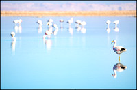 Flamingos, Atacama Desert, Chile