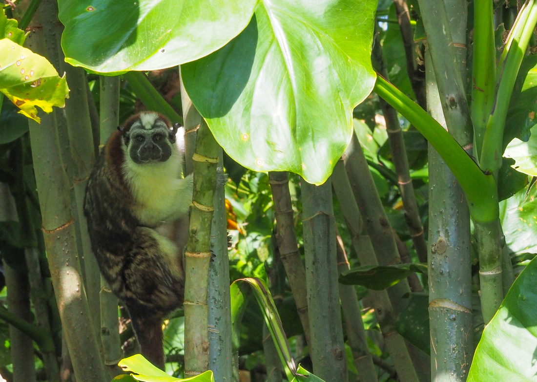 Tamarins, are squirrel-sized monkeys, one of the smallest monkeys in the world.