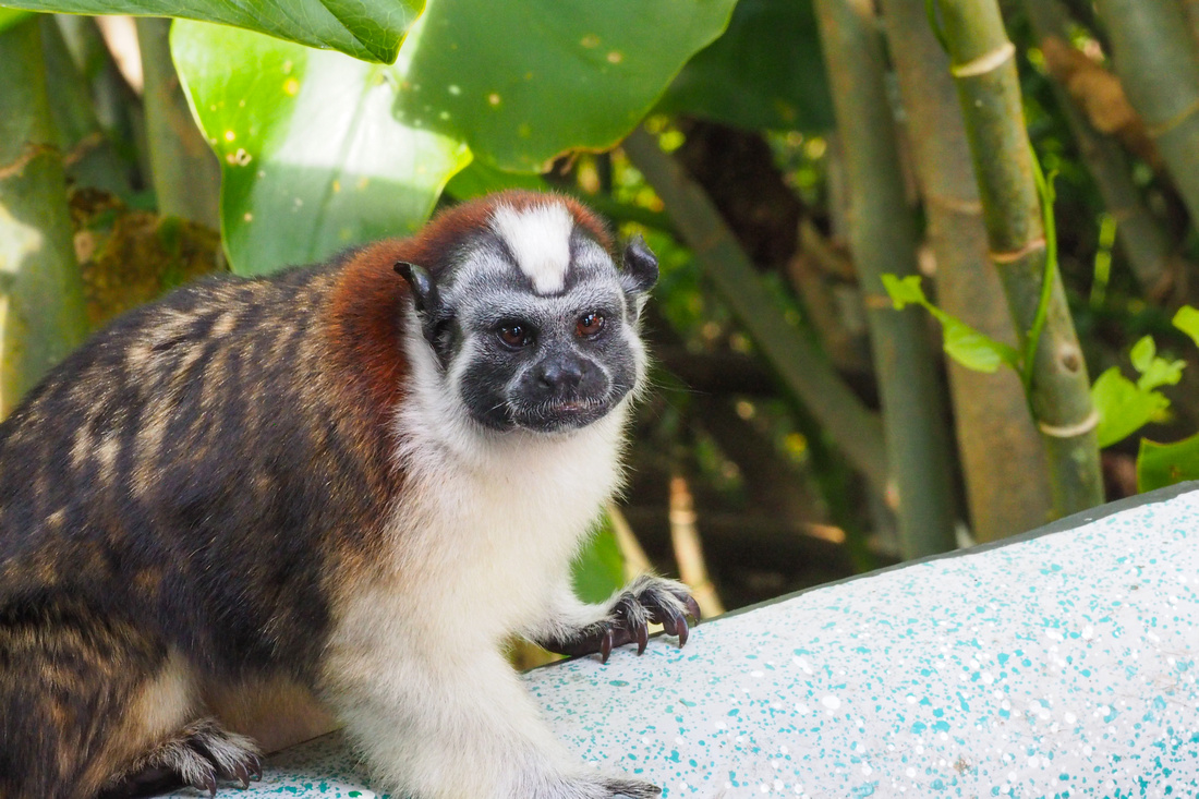 Tamarin Monkey