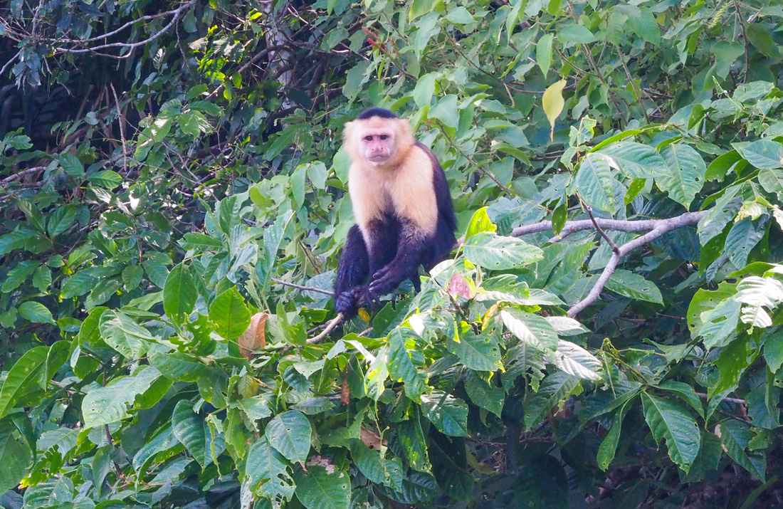 Capuchin Monkey. This was particularly aggressive, so the tour guides aptly nicknamed him "Trump."